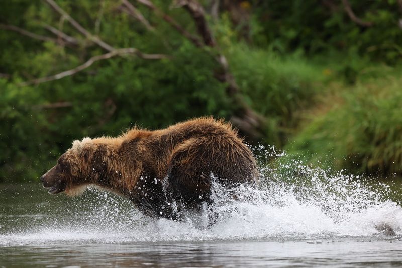 Бурый медведь, Камчатка Вперед за рыбойphoto preview