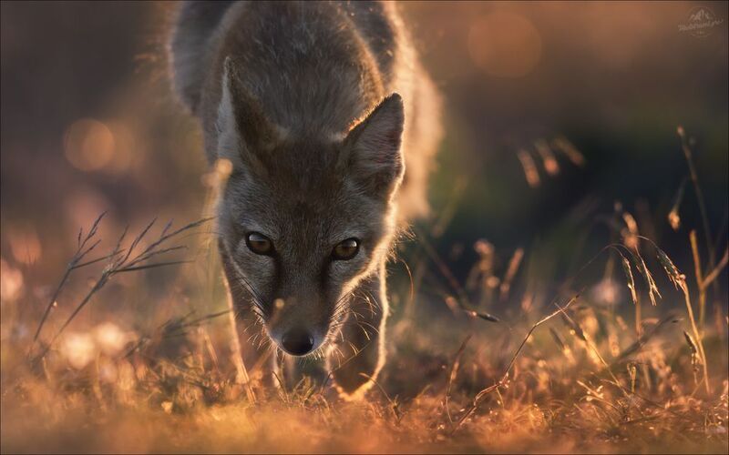 корсак, лиса, степная лиса, взрослый корсак, маныч,заповедник черные земли, корсачок, фото корсака, молодой корсак, степная лисица, vulpes corsac, калмыкия, черные земли,  корсачонок, калмыцкий корсак, корсаки, vulpes corsac kalmykorum, фотографии корсака Безмолвный диалогphoto preview