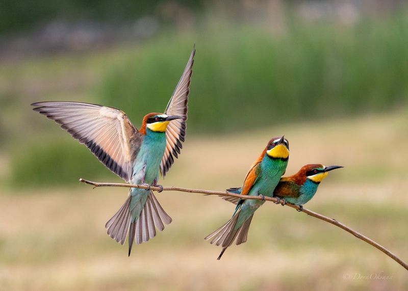 bee-eaters, birds, золотистые, щурки, пчелоеды, птицы Совет троихphoto preview
