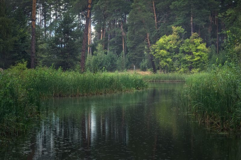 дождь, казань, россия, лес, озеро Дождливый деньphoto preview