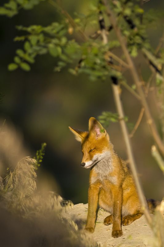 природа ***photo preview