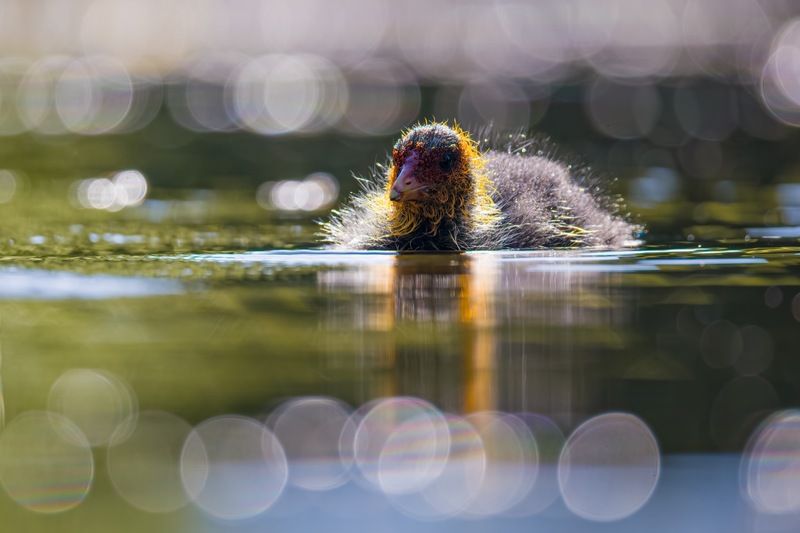 лысуха, птицы, птенцы Лысенокphoto preview