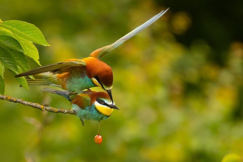 13 / 5 000 Even with cherry фото превью