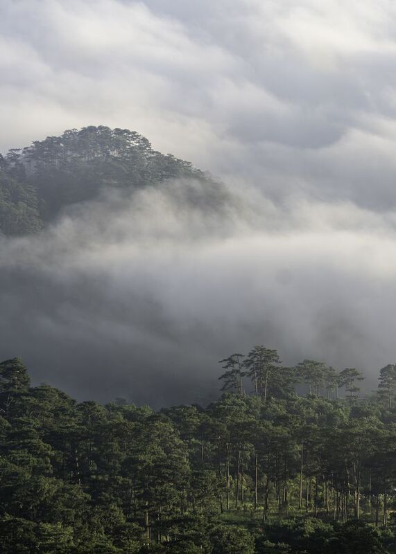 Clouds over pine hill in Dalat, Vietnam at dawnphoto preview