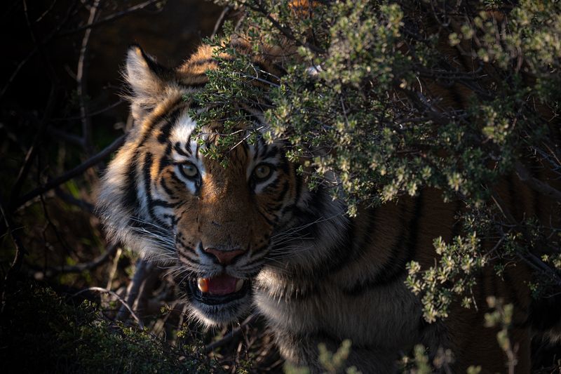 бенгальский тигр, Африка, ЮАР photo preview