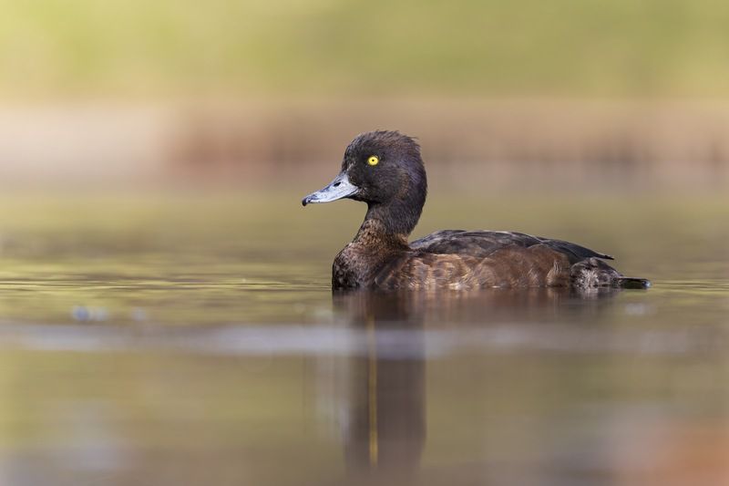 нырок, чернеть, хохлатая чернеть, птицы, утка Хохлатая чернетьphoto preview