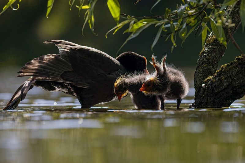 лысуха, птенец, лысенок, птицы Гимнастика для всей семьиphoto preview