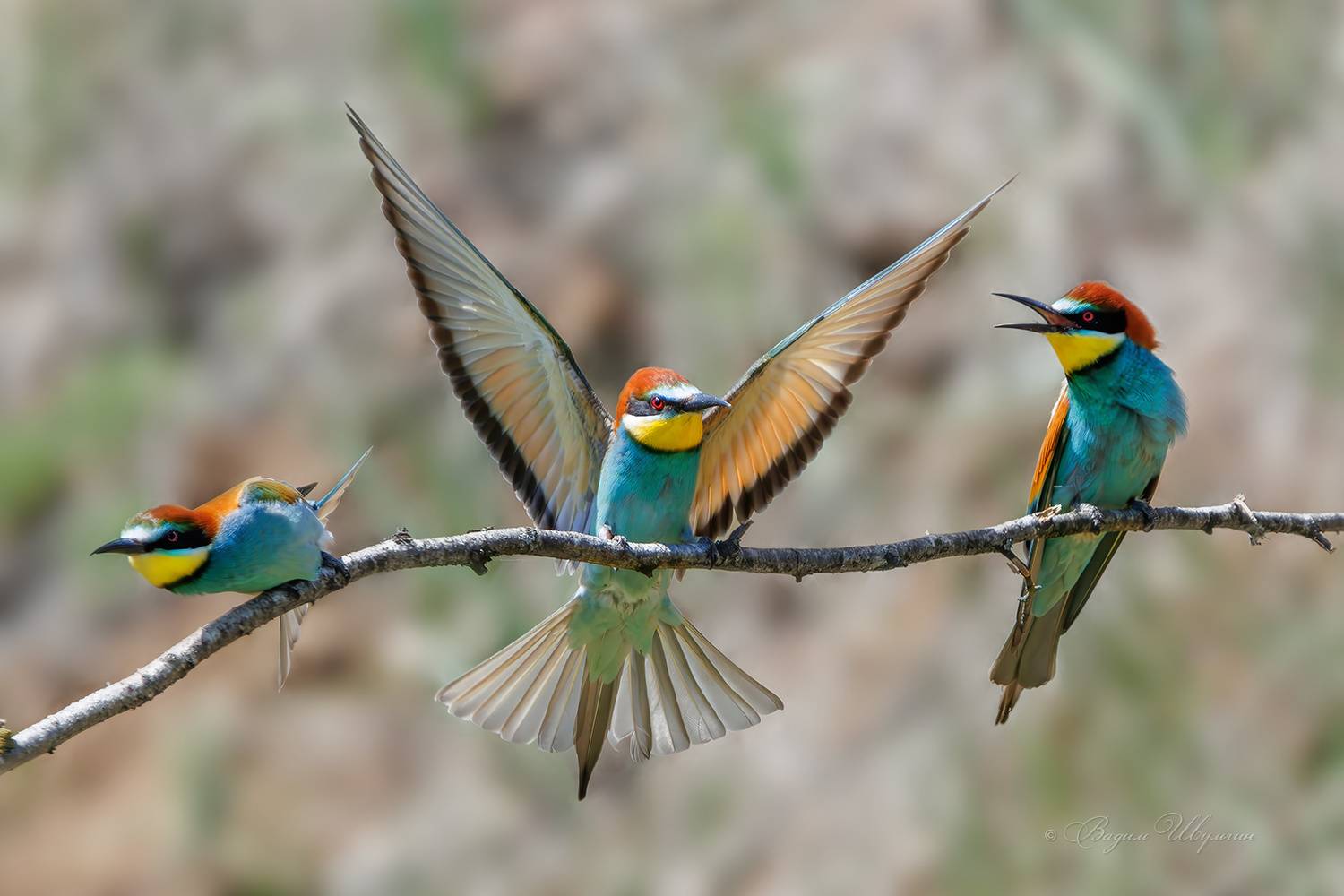 щурка, Шульгин Вадим