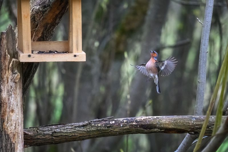 пермский край, птицы, фотоохота, природа, зяблик Дотянуться до еды фото превью