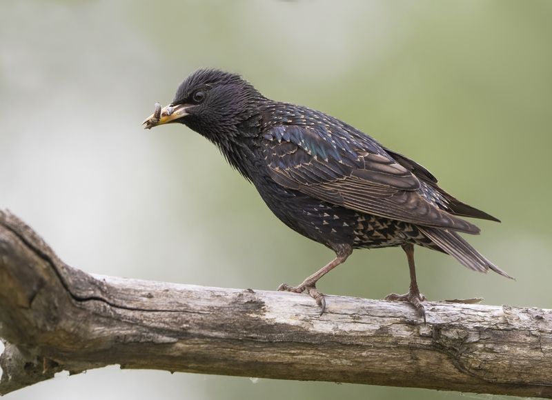 птицы,природа, лето С добычей.photo preview