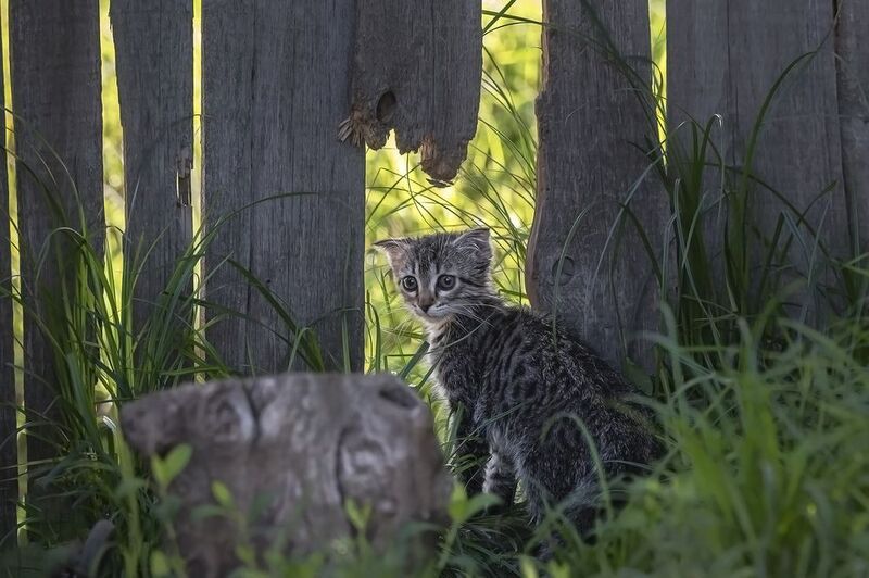 фотоохота, кот, котёнок Маленький в большом мире.photo preview