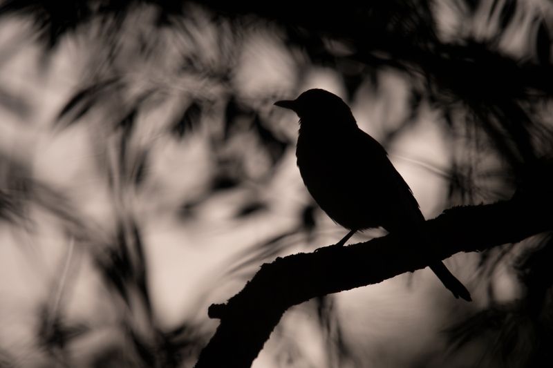 дрозд, рябинник Притаилсяphoto preview