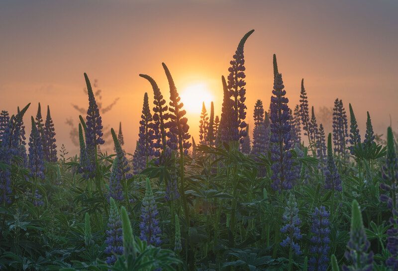 Люпиновое утро фото превью