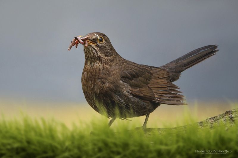 наблюдения за птицами, самка черного дрозда, черный дрозд, дрозд, птицы, портреты птиц, эмоции, весна, время птенцов, птицы на гнездах, весна2025 Яжематьphoto preview
