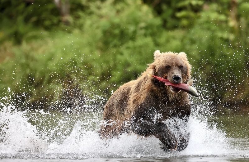 Бурый медведь, Камчатка Рыба поймана! photo preview