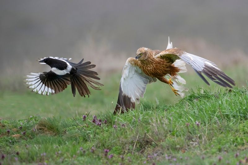 Ну, сорока, погоди! (Болотный лунь)photo preview