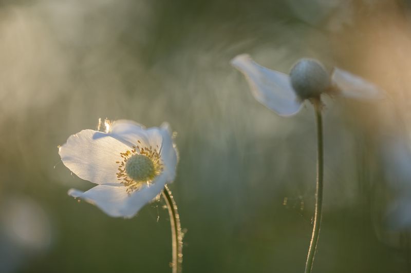 цы\\\\\\\\веты, анемоны, ветреница Летние цветыphoto preview