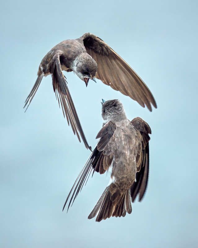 ласточки береговые в полете конфликт Дуэль в небеphoto preview