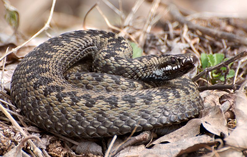 Ядовитая в чешуйках :)photo preview