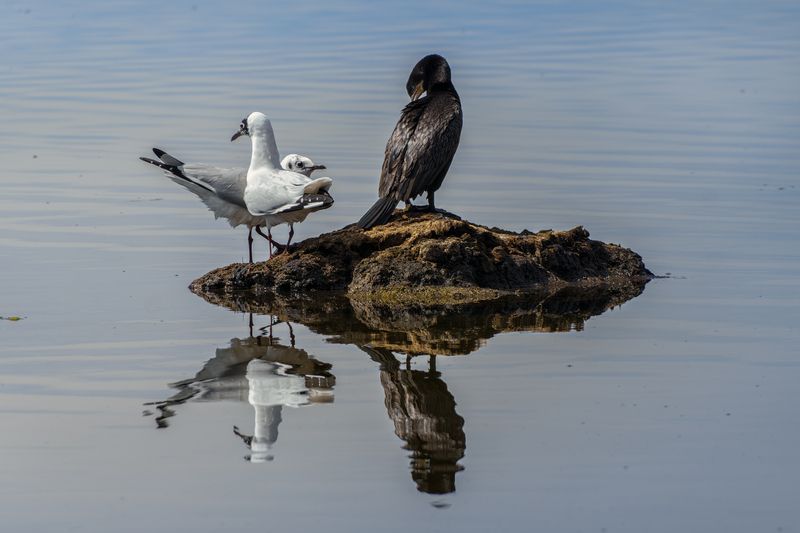La Isla es Miaphoto preview