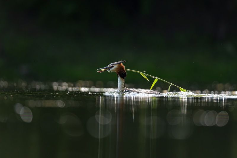 чомга, поганка, большая поганка, птицы Строительство гнезда фото превью