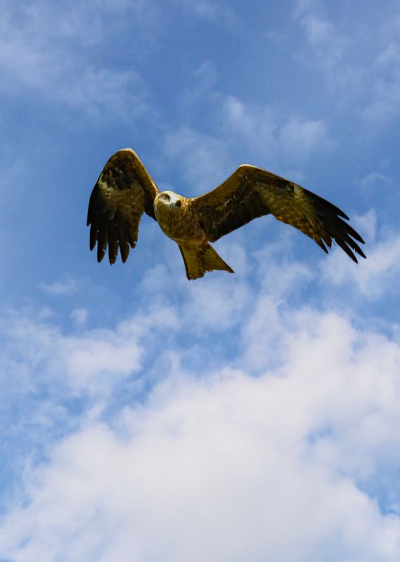 коршун, птица, природа В дозоре..photo preview