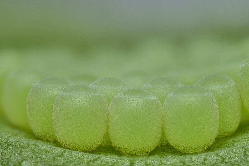 Stink bug grapes :) photo preview