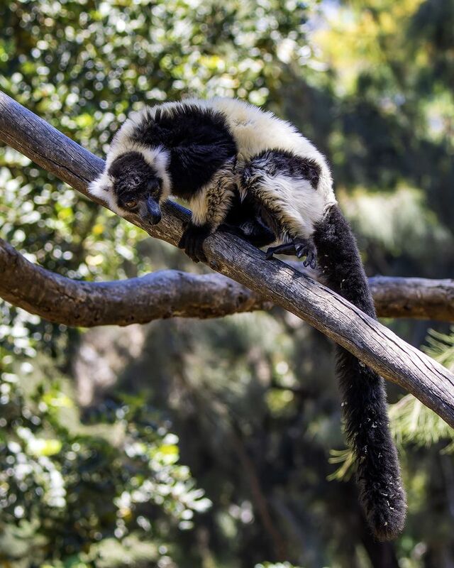Лемур вари.photo preview