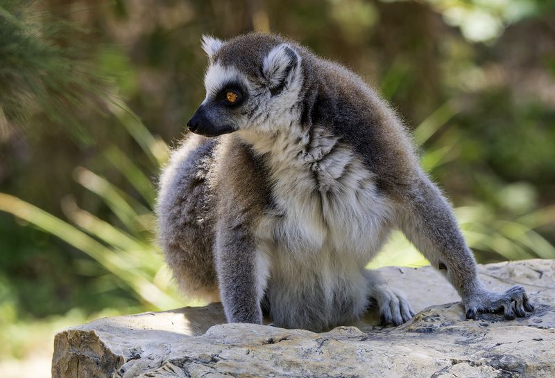 Кошачий лемур.photo preview