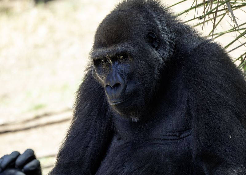 To be or not to be...photo preview