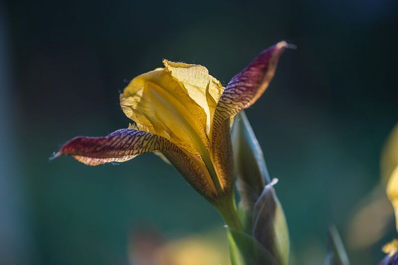 ирис Ирисphoto preview