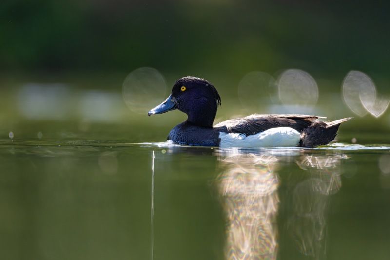 хохлатая чернеть, нырок, утка, птицы Хохлатая чернетьphoto preview