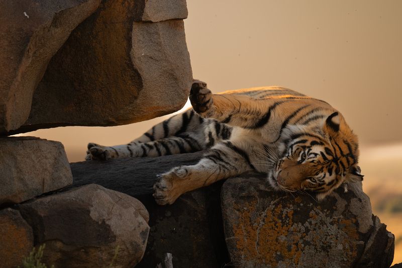 бенгальский тигр, Африка, ЮАР photo preview