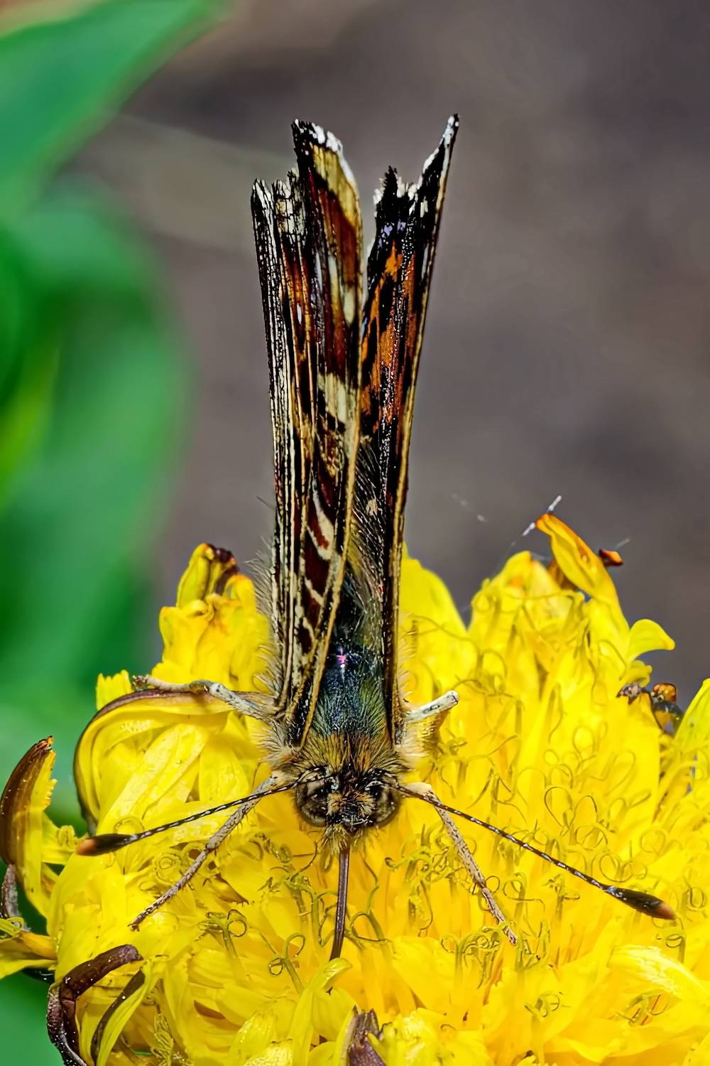 Пестрокрыльница изменчивая1. Автор: Кузнецов Дмитрий , Кузнецов Дмитрий