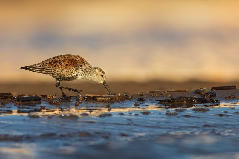 чернозобик, кулик, птицы Чернозобикphoto preview