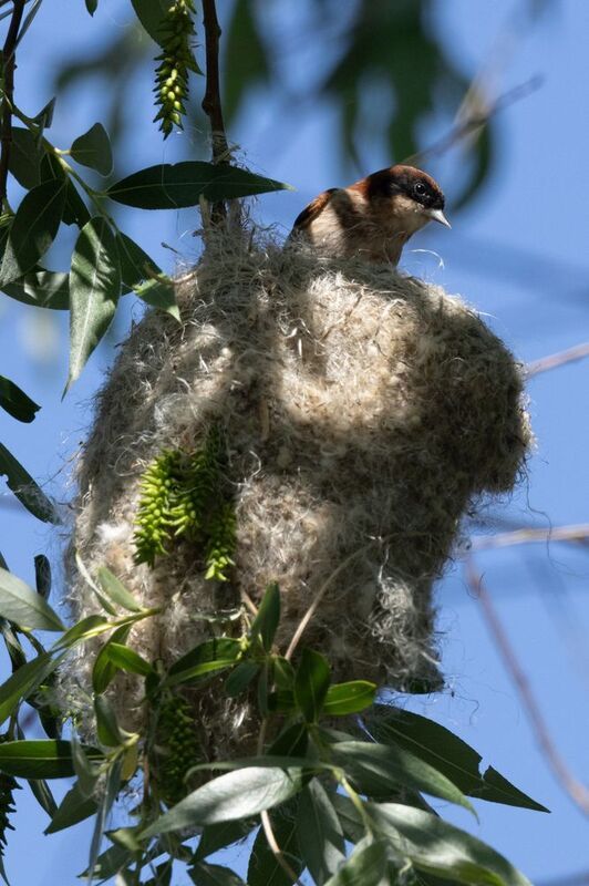 Черноголовый ремезphoto preview