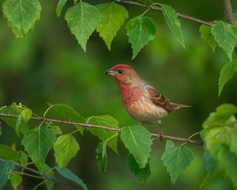 птички, фотоохота, чечевица, ленобласть Обыкновенная чечевицаphoto preview