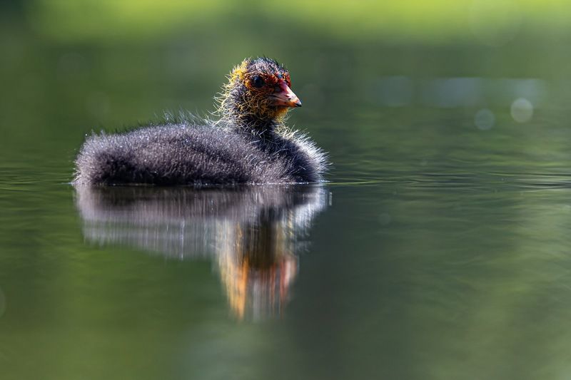 лысуха, птенец, птица photo preview