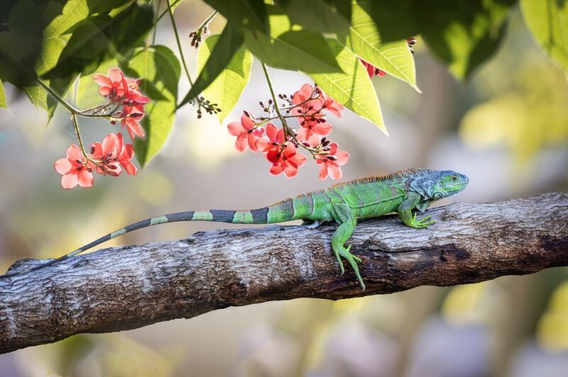 игуана, ветка, листья, цветы игуанаphoto preview