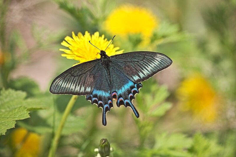парусник маака владивосток остров русский май Весеннее поколение фото превью