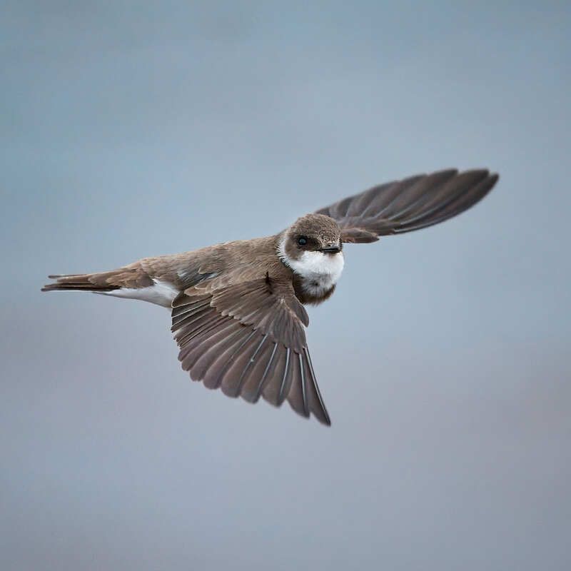 ласточка береговушка в полете Береговушкаphoto preview