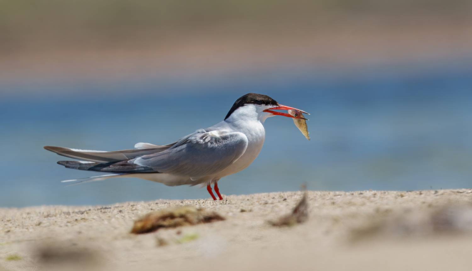 Речная крачка с добычей. Автор: Дмитрий Несветайлов речная крачка, птица, пернатые, природа, фауна, крачка, клюв, оперение, крыло, полёт, берег, водоём, прибрежная зона, гнездование, охота, дикая природа, фото птиц, Дмитрий Несветайлов