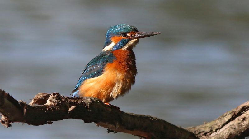 зимородок, обыкновенный зимородок, alcedo atthis, common kingfisher, kingfisher Хорошая погодкаphoto preview