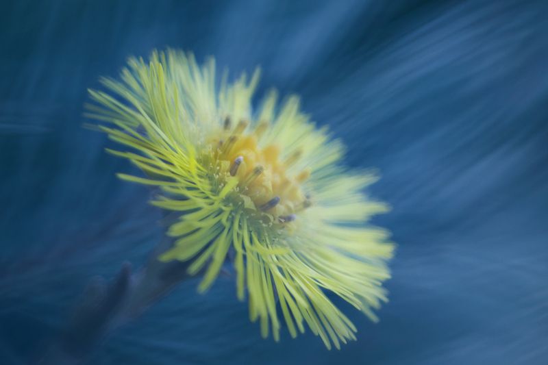 macro, flower, макро, матьимачеха, tussilágo, цветок Цветочный арт фото превью