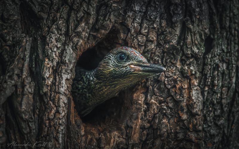 дятел, зеленый дятел, picus viridis Ждунphoto preview