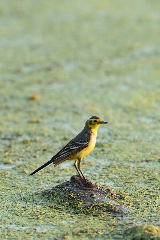 Желтая трясогузкаphoto preview