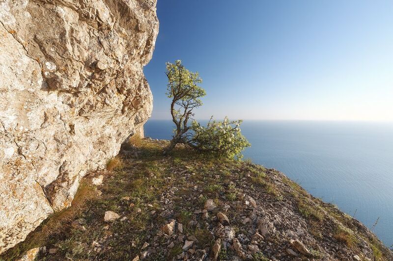 крым, горы, весна. И на камнях растут деревья. фото превью