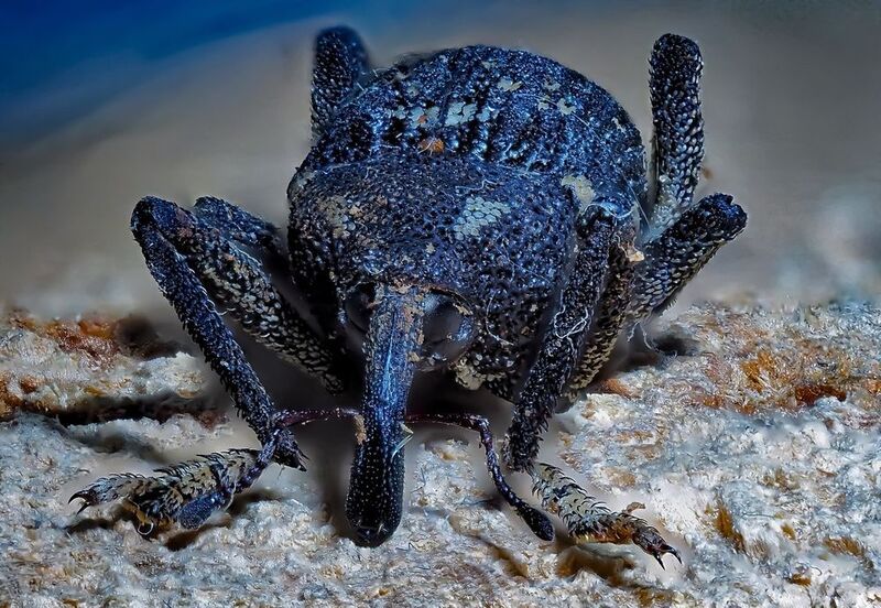 Долгоносикphoto preview