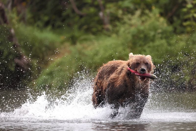 Бурый медведь, Камчатка Бегом с рыбойphoto preview