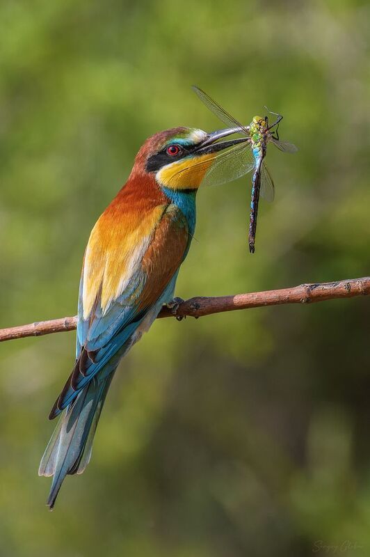 щурка, птицы, пернатые С добычейphoto preview